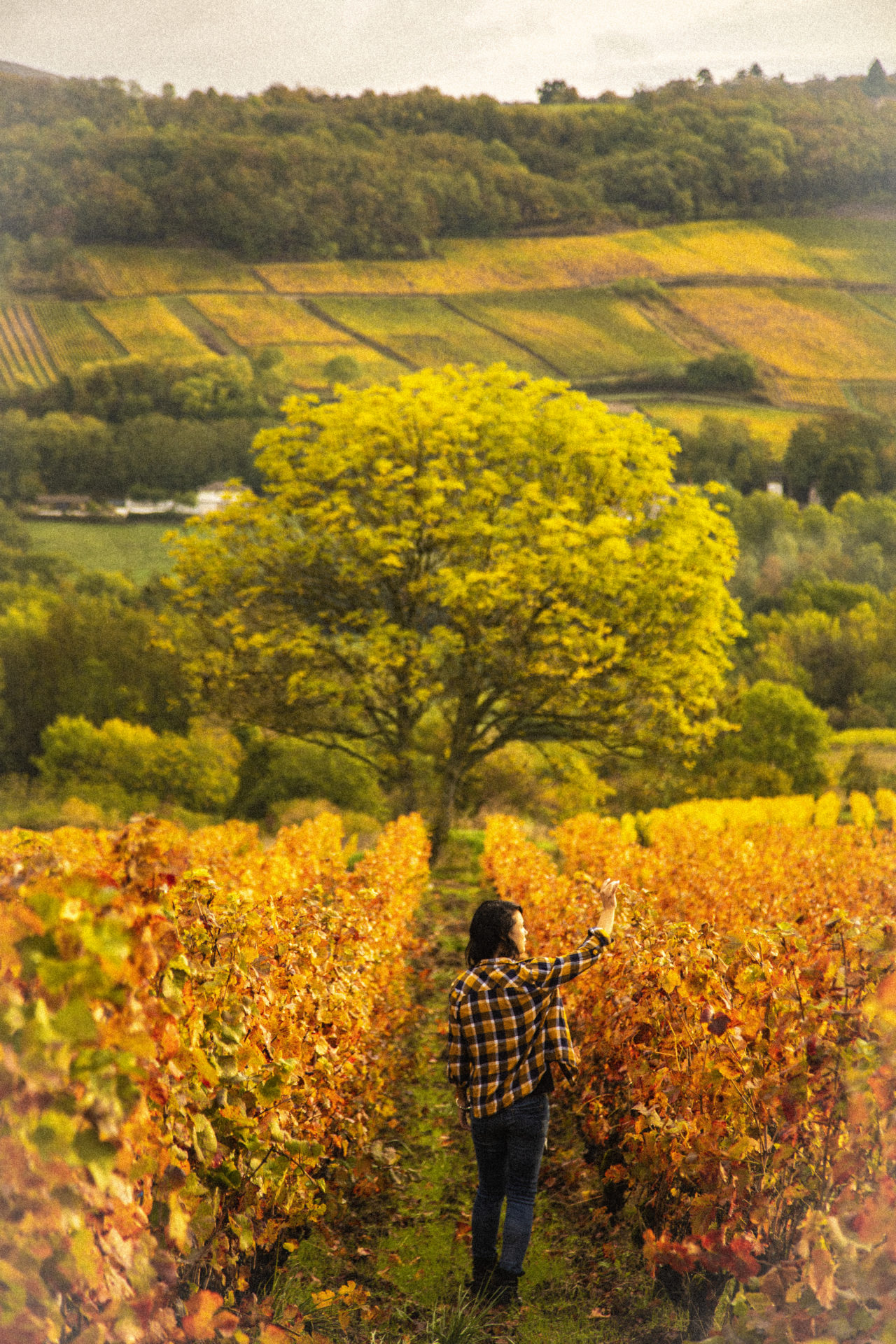 tours-privatisés-chemins-bourgogne