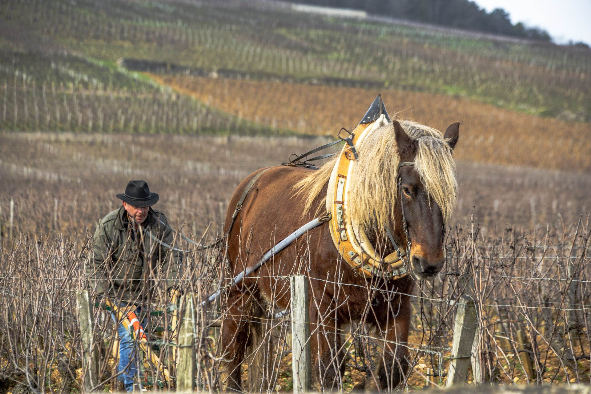 http://vigne-bourgogne