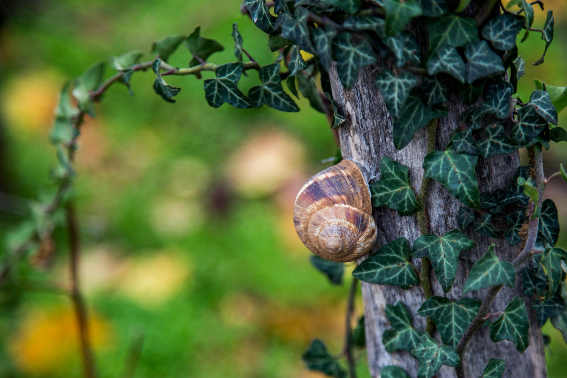 http://escargot-de-bourgogne