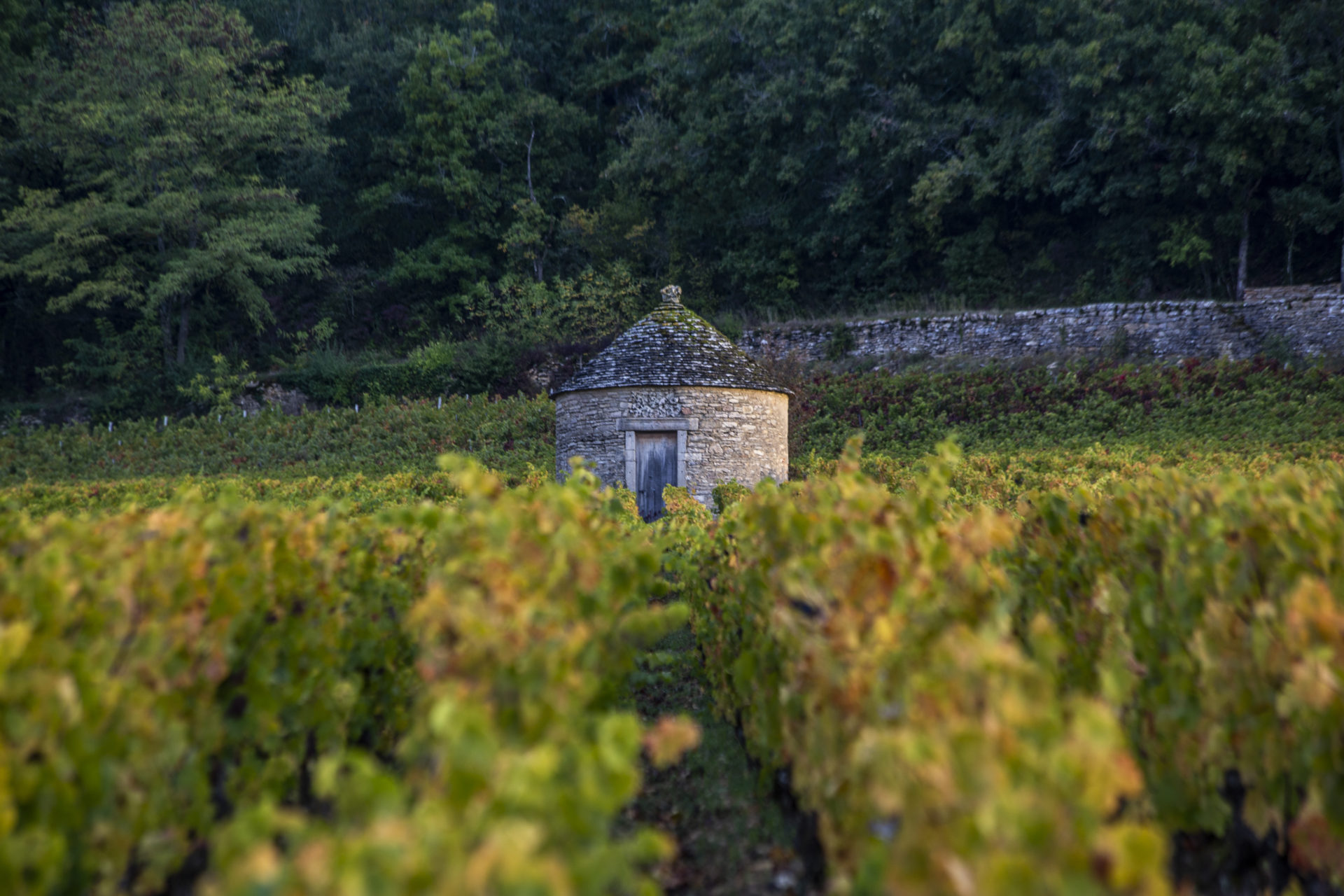 http://cabotte-vignes