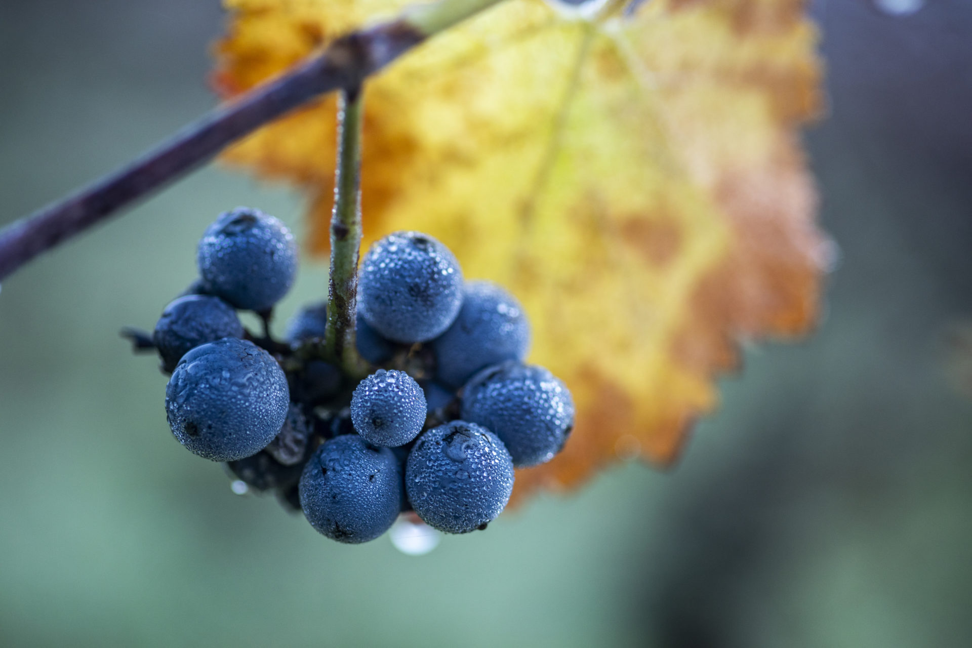 http://grappe-raisin