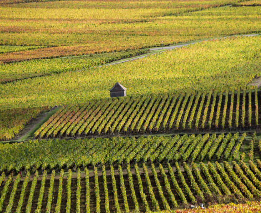 tours-vines-burgundy