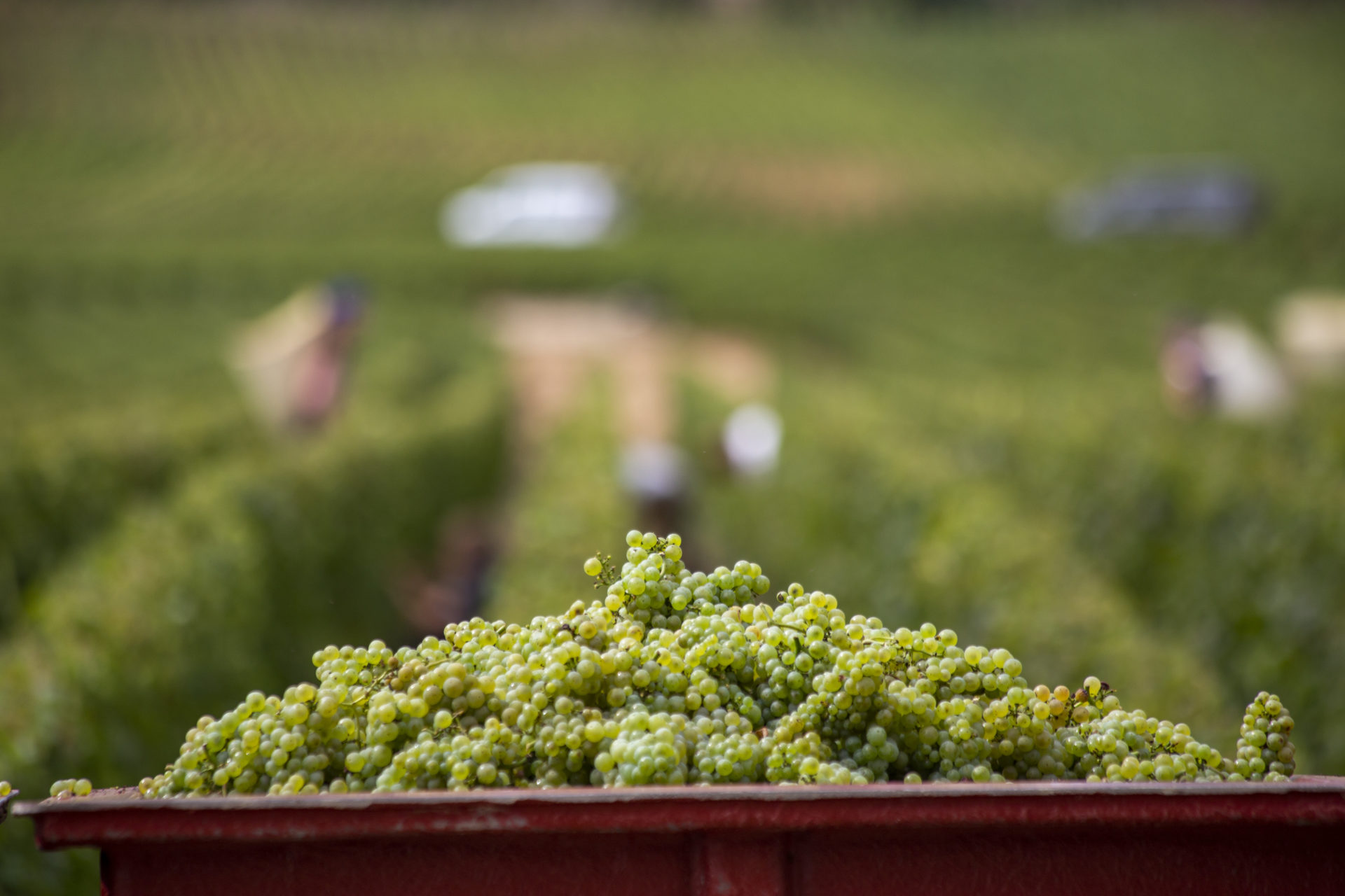 http://vendanges-vins-bourgogne