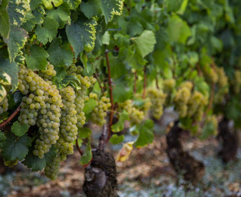 vigne-bourgogne