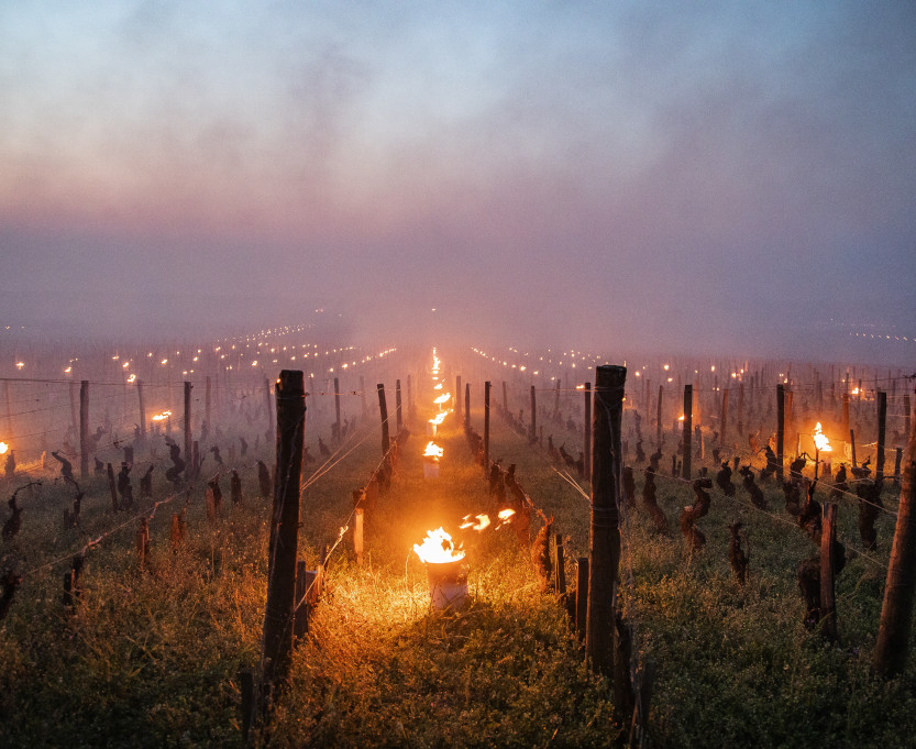 vignes-bourgogne-gel