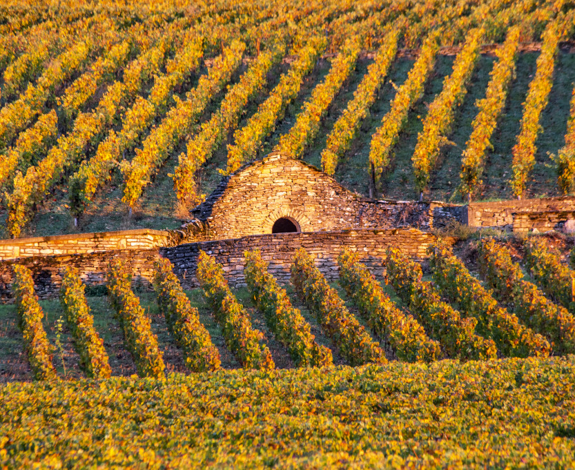 vineyard-burgundy