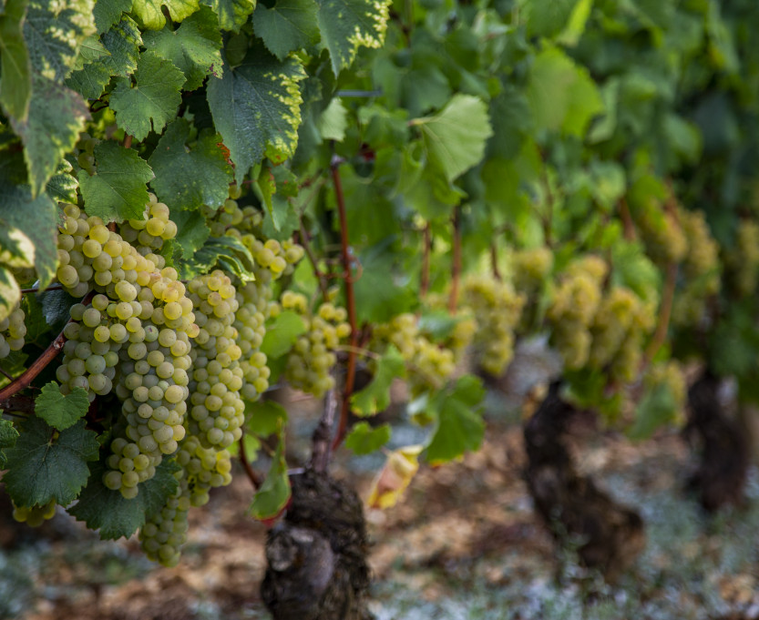 http://vineyards-in-burgundy