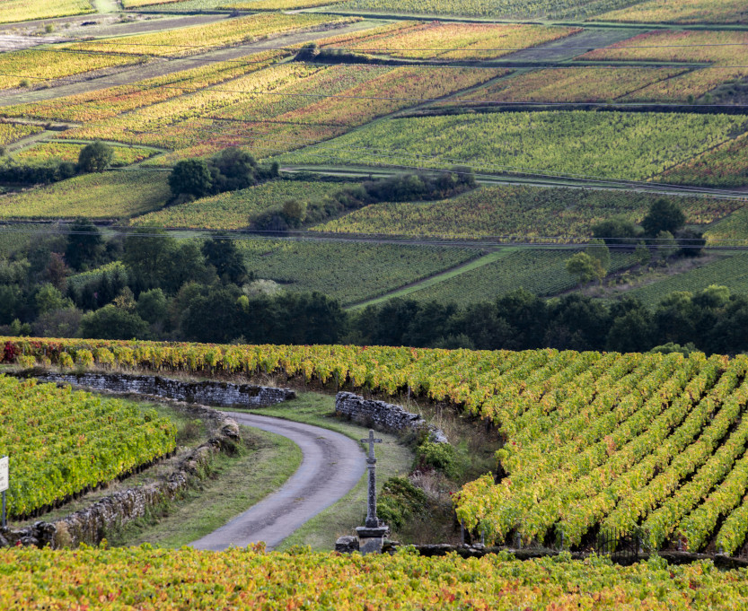 visite-vignes-bourgogne
