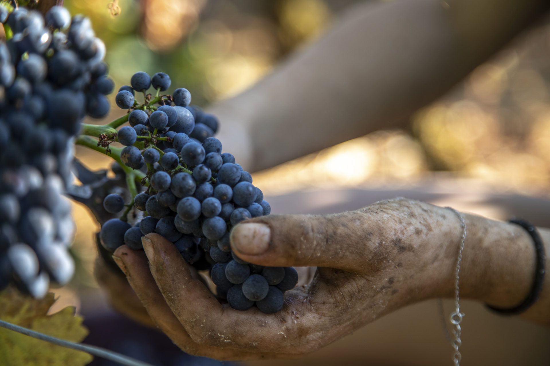 http://viticulture-bourgogne