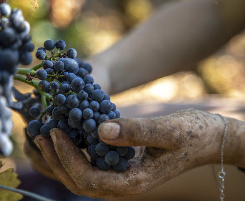 viticulture-burgundy
