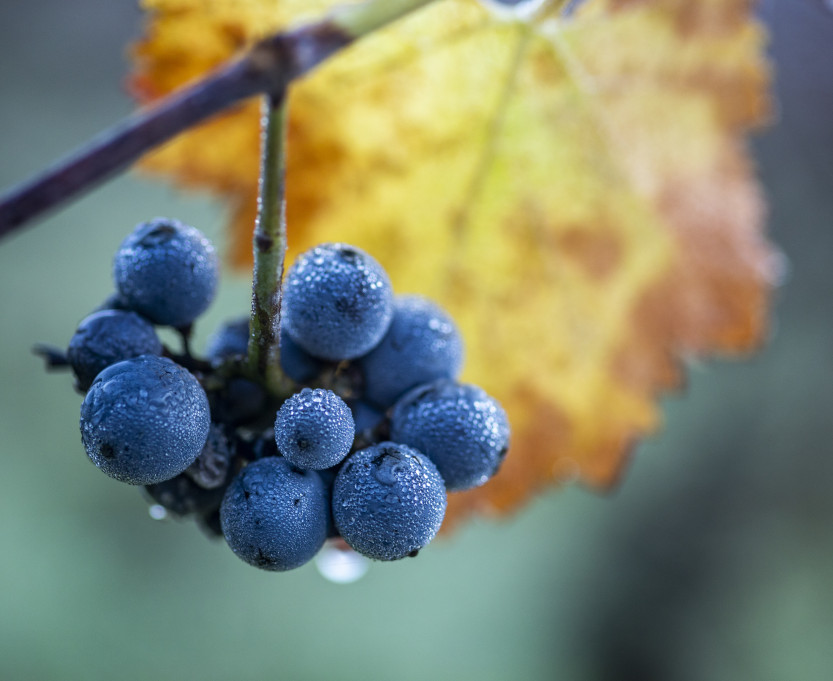 wine-grapes